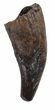 Didelphodon Tooth - Cretaceous Marsupial Mammal #54950-1